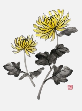 Chrysanthemum_0828_ba